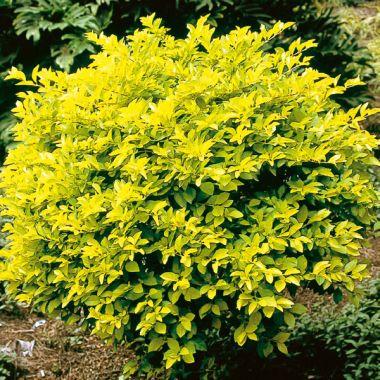 Golden Duranta